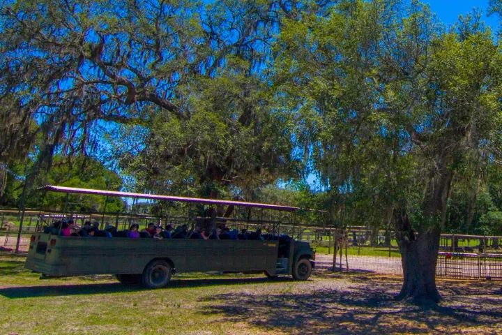 a large tree in a forest