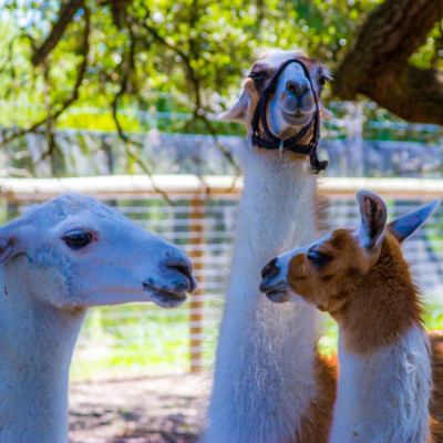a bird standing on a llama