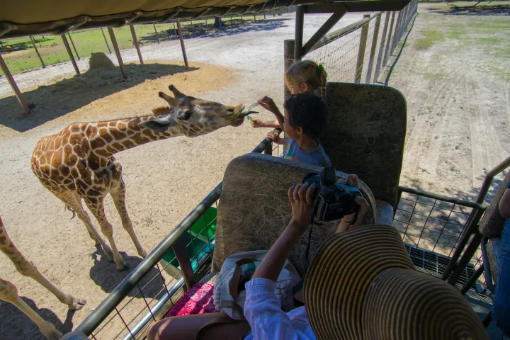 a person feeding a giraffe at the zoo