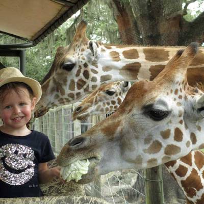 a child feeding a giraffe at a zoo