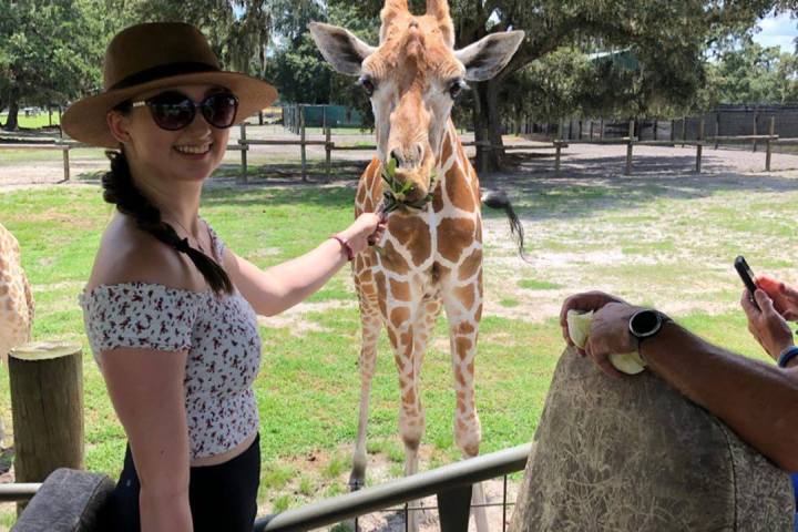 a person feeding a giraffe at a zoo