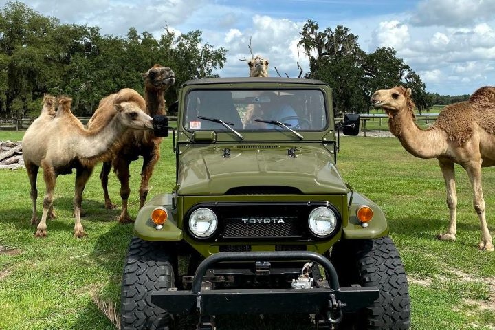 a herd of sheep standing on top of a car