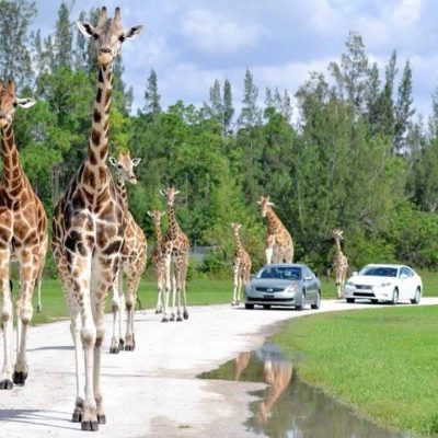 a group of giraffe standing next to a tree