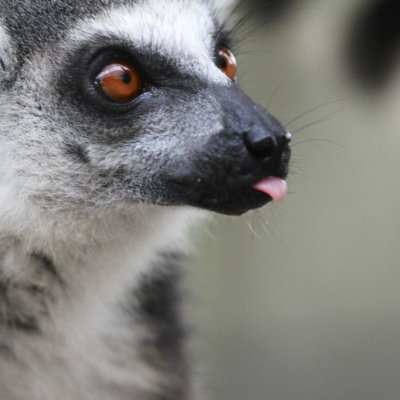 a close up of an animal