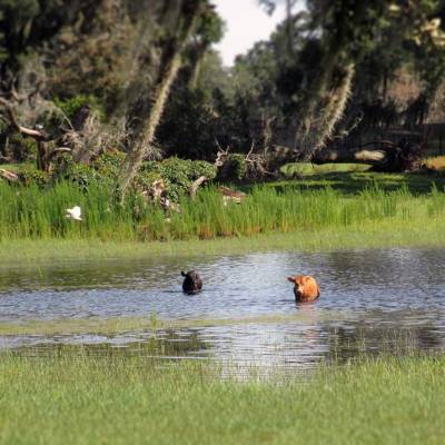 a herd of cattle walking across a river