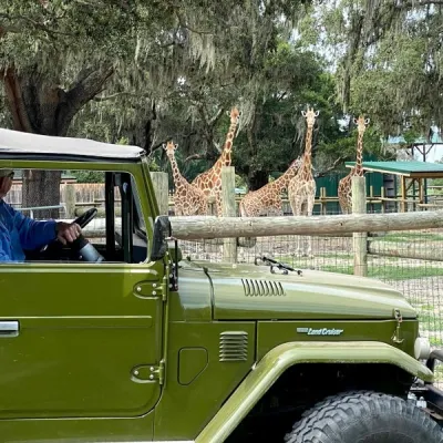 an old green truck parked in front of a car
