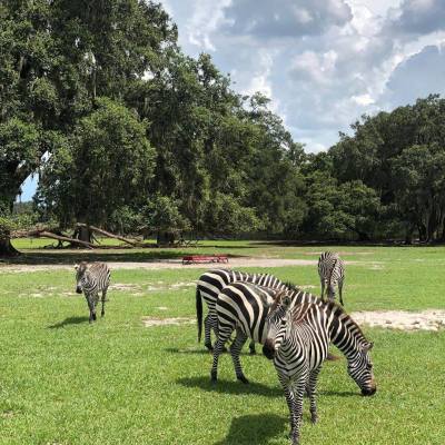 a herd of zebra standing on top of a lush green field