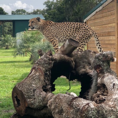 a leopard in the grass