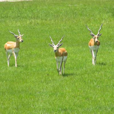 a group of sheep standing on top of a lush green field