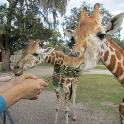 a person feeding a giraffe