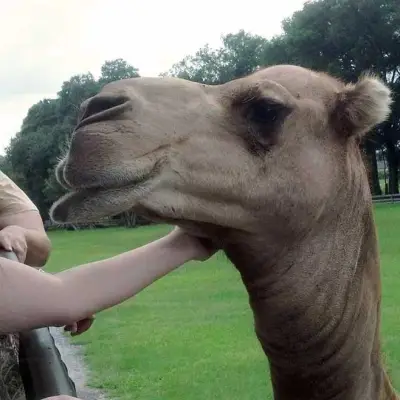 a close up of a person petting a horse