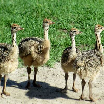 a bird that is standing in the dirt