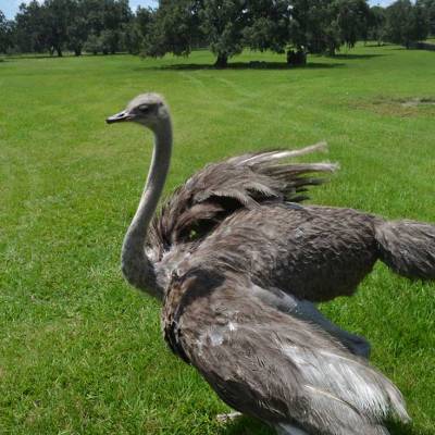 a bird sitting on top of a grass covered field