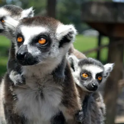 a close up of an animal