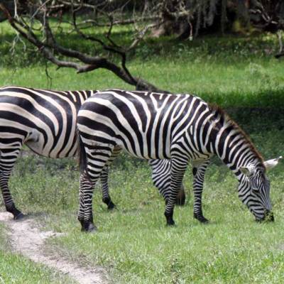 a zebra standing on top of a grass covered field