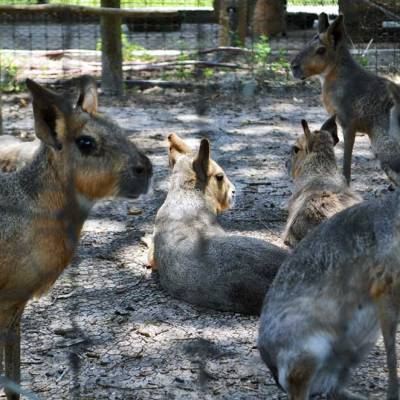 a group of sheep in a fenced in area
