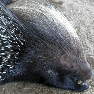 a rodent looking at the camera