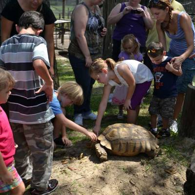 a group of people standing in front of a turtle