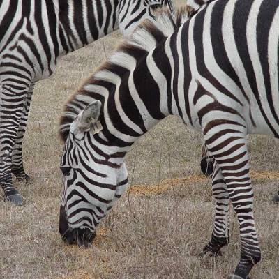 a zebra standing on top of a grass covered field