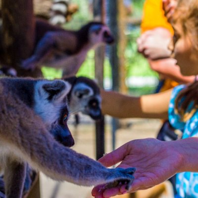 a person petting a cat