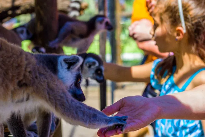 a person petting a cat