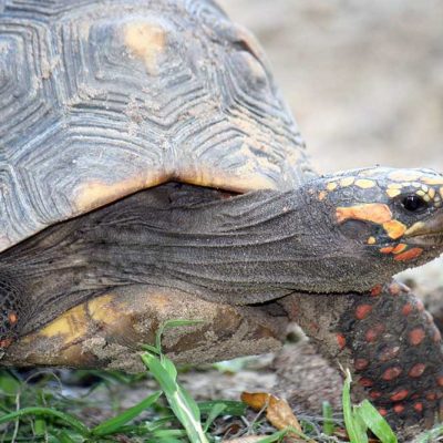 a turtle in the grass