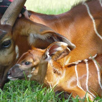 a brown cow lying in the grass