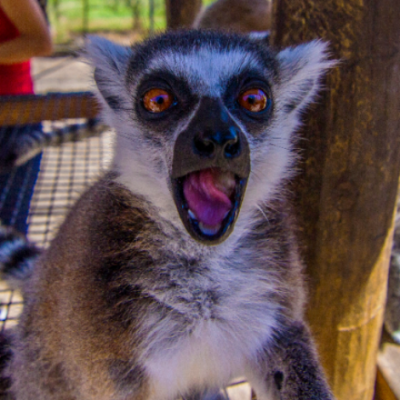 a close up of an animal