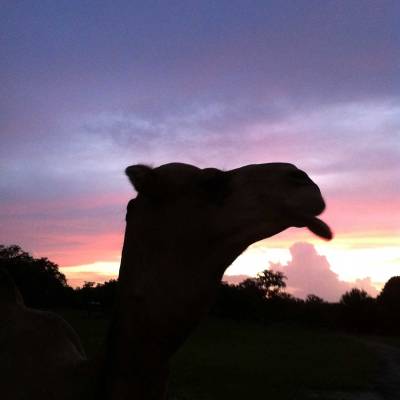 a sunset in the background