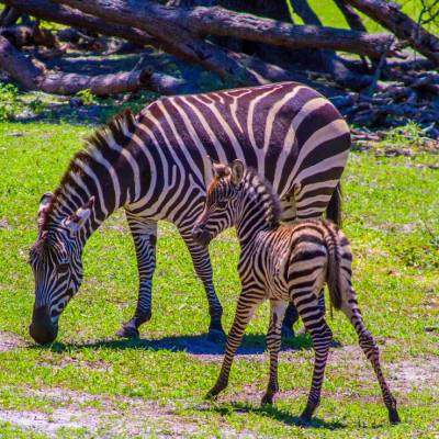 a zebra standing on top of a lush green field