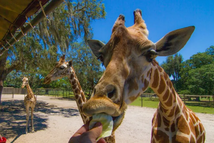 a group of giraffe standing on top of each other