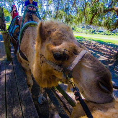 a group of people riding on the back of a horse