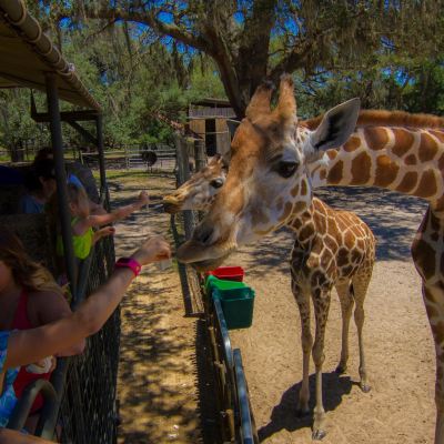 a person feeding a giraffe at a zoo