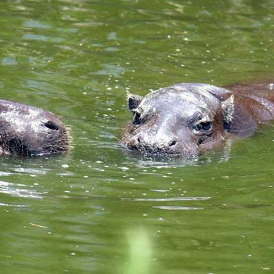 an animal swimming in the water