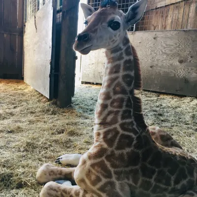 a giraffe lying on top of a building