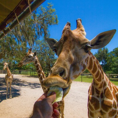 a group of people feeding a giraffe