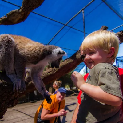 a young boy petting a sheep