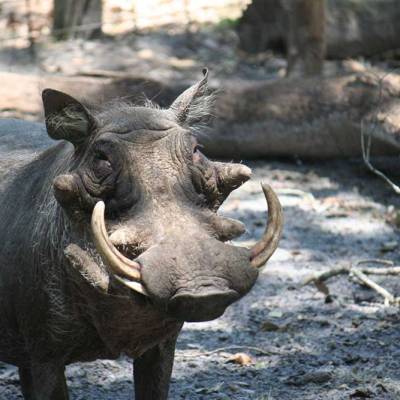 a herd of sheep standing on top of a rock