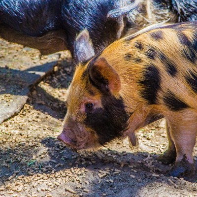 a close up of an animal