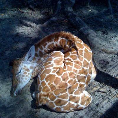 a giraffe lying on the ground