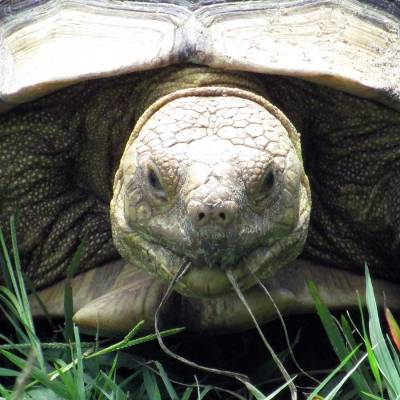 a turtle lying in the grass