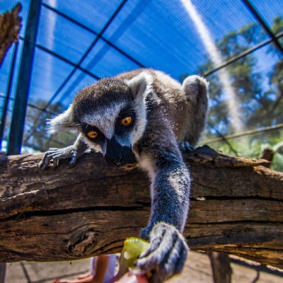 a cat sitting on top of a wooden fence