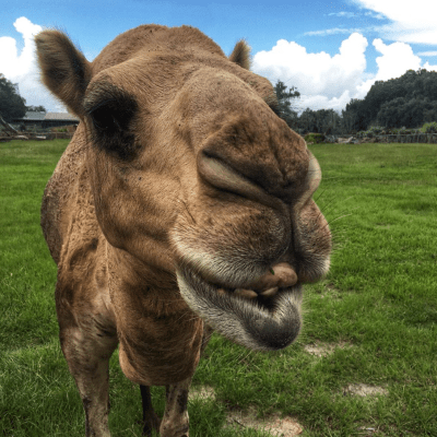 a camel standing on a lush green field
