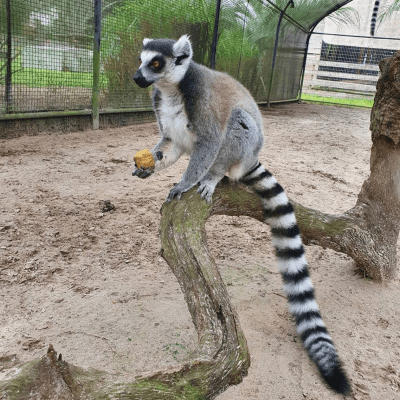 an animal standing on a dirt road